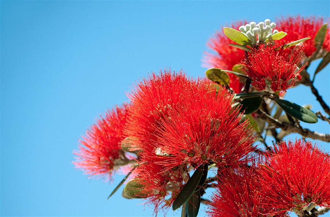 Photo of pōhutukawa flowers