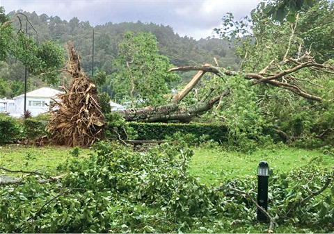 Photo of trees fallen in Mander Park after Cyclone Gabrielle in February 2023. 