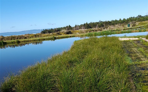 A photo of the Ruakaka wastewater pond with the ocean in the background. 