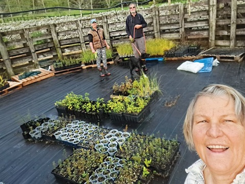 Volunteers from Maungatapere Mountain Trust with seedlings. 