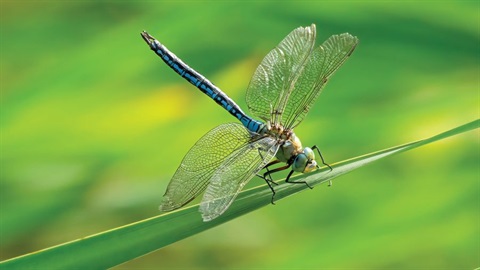 A dragonfly rests on a plant. 