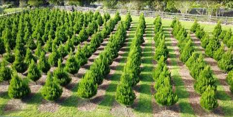 Image of Christmas Tree farm. 