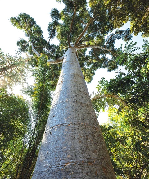 Photo of a Kauri Tree. 