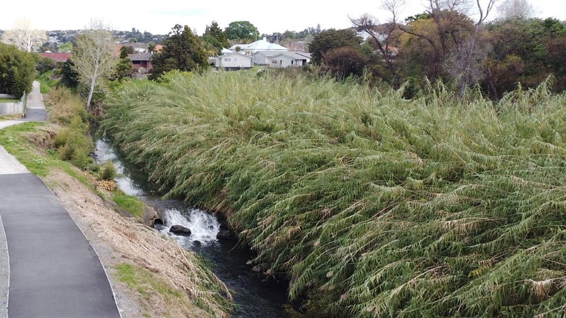 Giant reed growing along the northern stream bank on Raumanga Stream. 