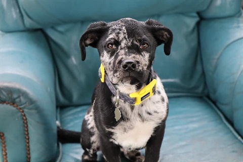 A black and white dog on a blue chair. 