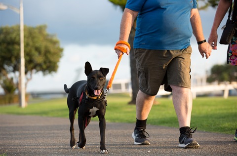 how much does it cost to register a dog in nz