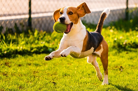 A beagle dog jumping and running on grass with a green ball in its mouth. 