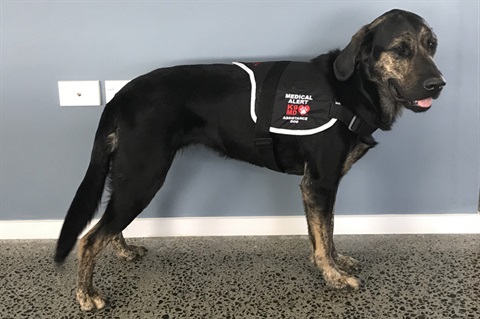 A dog wearing its medical alert K9 MB assistance dog vest, showing it is a disability assist dog. 