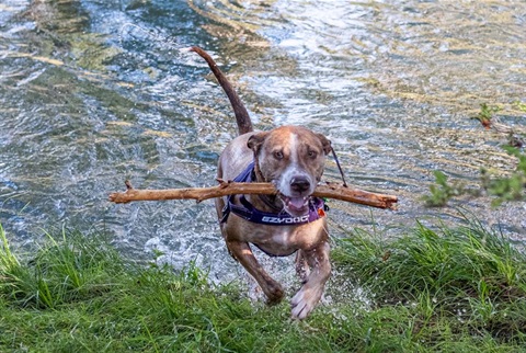 Action photo of a dog leaving a stream with a stick. 