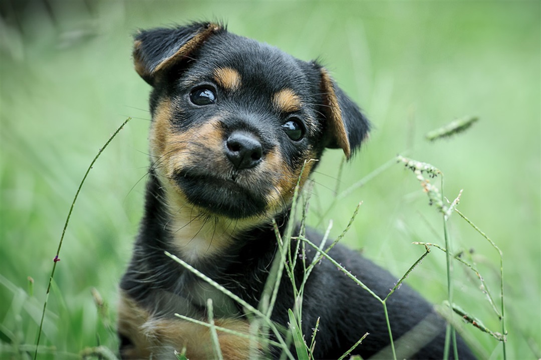 Register your dog for the first time - Whangarei District Council