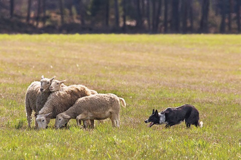 Black and white dog herding sheep in a farm paddock. 