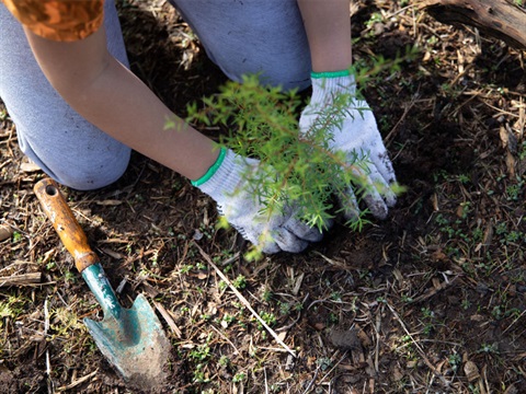 Photo of a person planting a tree at the Matariki Community Planting Day in June 2020. 