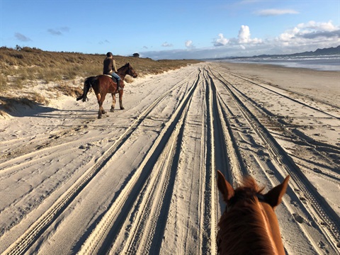 A horse and rider on Ruakaka Beach. 