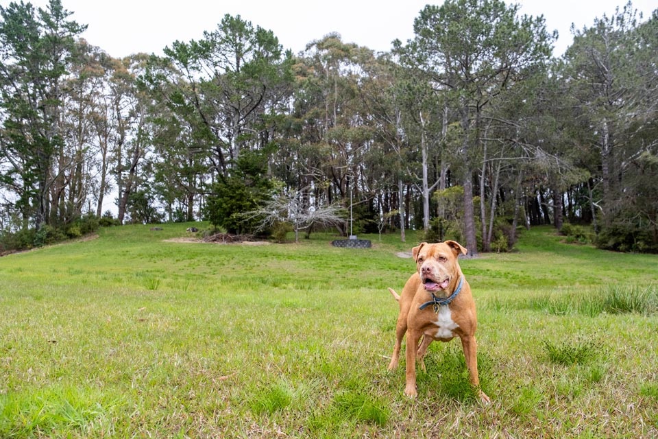 A dog stands proudly at ANZAC Reserve in Morningside, a dog-friendly park in Whangārei