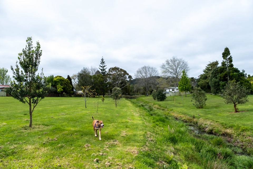 A dog explores the stream banks in Beasley Park, a dog-friendly park near Te Kamo, Whangārei