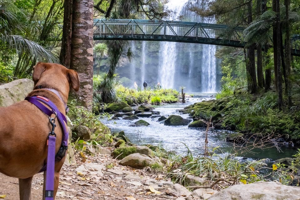 A dog admires Otuihau (WhangāreiFalls) next to the Hatea River walkway, a dog-friendly place in Whangārei. 