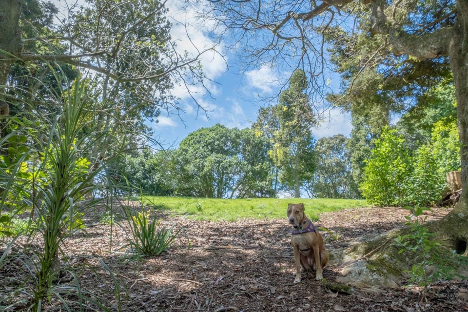 A dog sits politely in Hodges Park, a dog-friendly park near Te Kamo in Whangārei. 