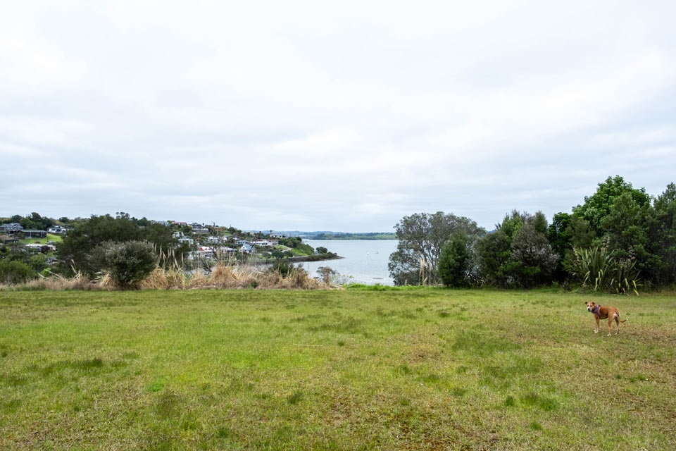 A dog runs around at Pah Road Reserve, a dog-friendly park in Whangārei. 