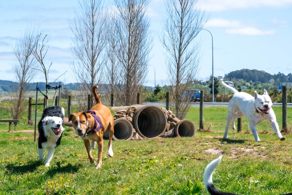 Three dogs play together at the Pohe Island Dog Park, a dog-friendly place in Whangārei.