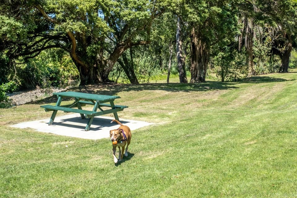 A dog running with a ball in its mouth at Waiarohia Reserve, a dog-friendly park in Whangārei. 