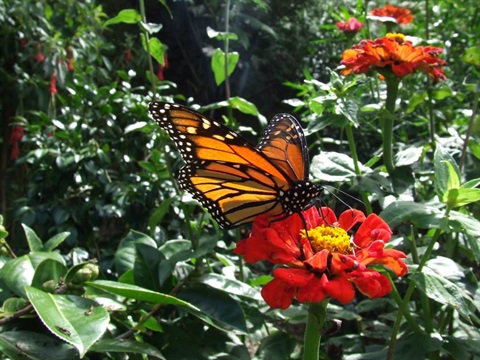 Whangarei Quarry Gardens