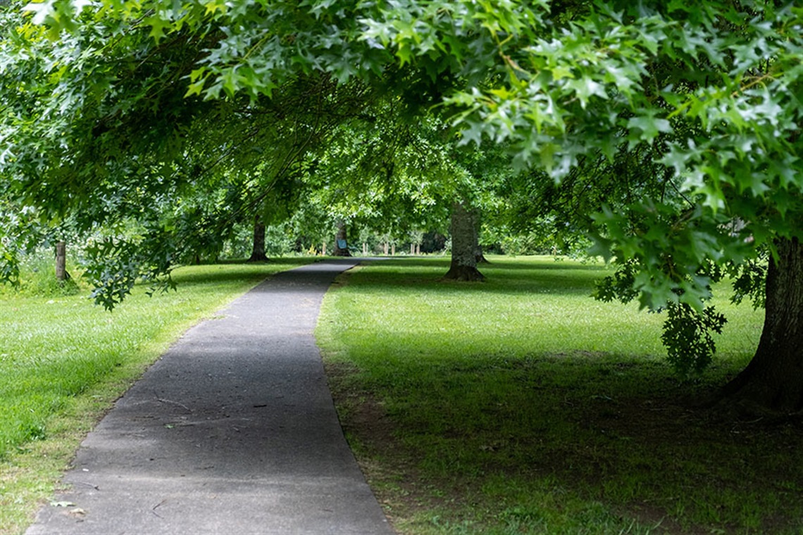 A green leafy tree cast a shadow across a paved walkway through Raumanga Scenic Reserve. 