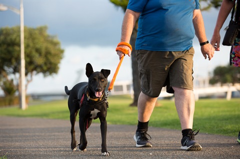 A black dog walking on a leash. 