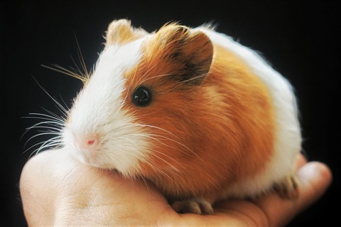 A tan and white guinea pig. 