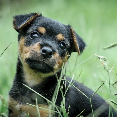 Photograph of a puppy. 