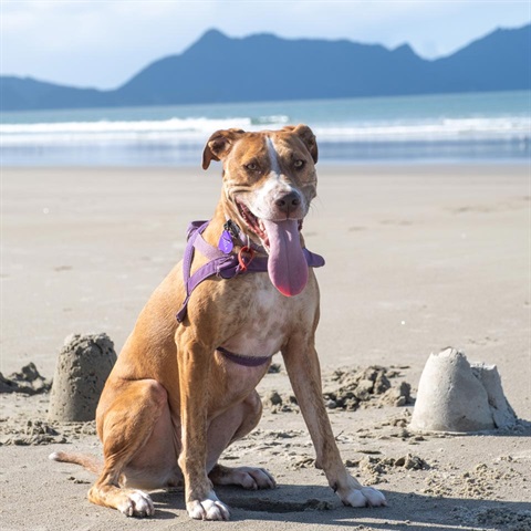 Photo shows a woman plays with her dog at the Beach. 